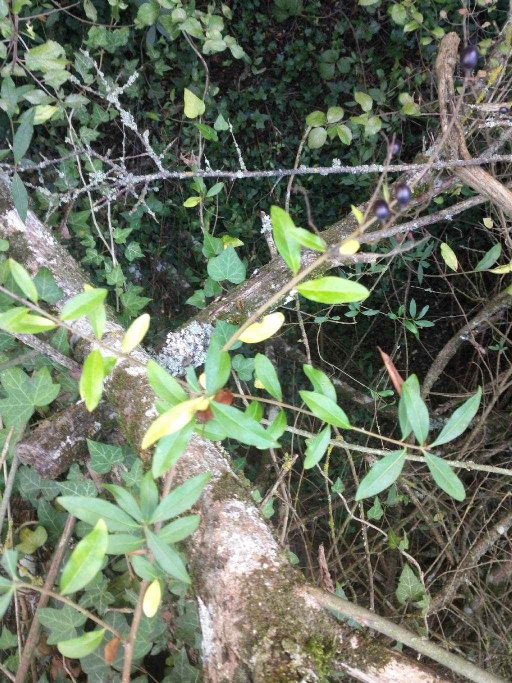 Ligustrum vulgare?